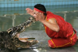 Крокодиловая ферма - популярное место на Пхукете