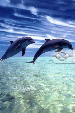   Dolphins