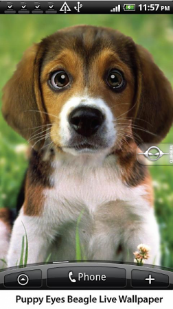   Puppy Beagle