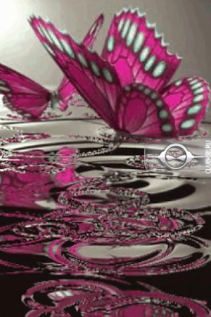   Pink Butterflies on Water