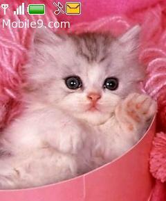  Pink Kitties