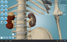 Anatomy 3D Pro - энциклопедия по анатомии