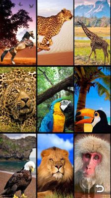  ��������: �������� (Animals Funitto)