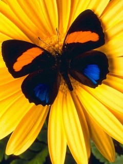 Картинки на телефон. Природа. Бабочки