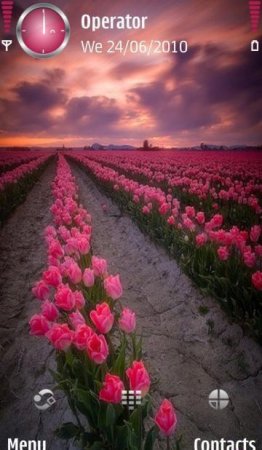  tulips
