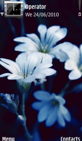   Blue Flowers