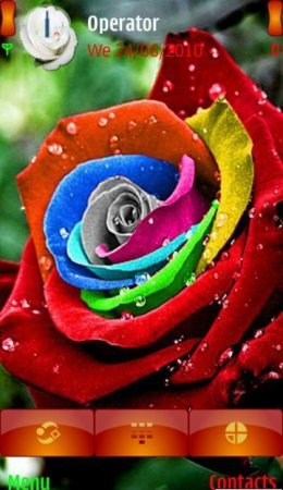   Rose rainbow style