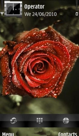    Red Rose