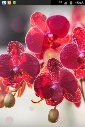 Free Wallpaper Red Orchid