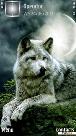   beautiful wolf