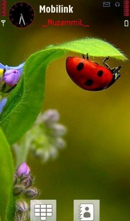 Тема Ladybug