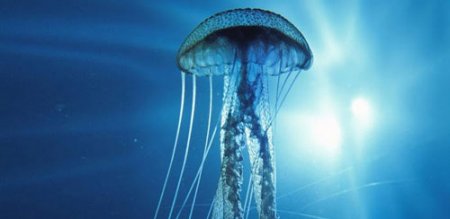 3D Jellyfish HD -    