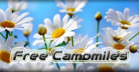 Free Camomiles Live Wallpaper FREE (v.1.2)