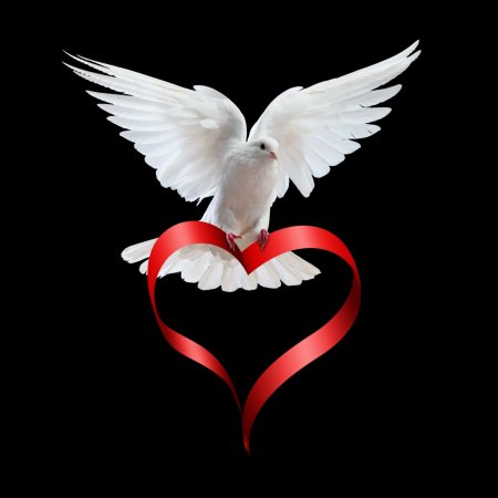 Белый голубь с красным сердцем