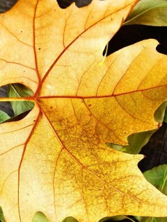 Осенние листья 