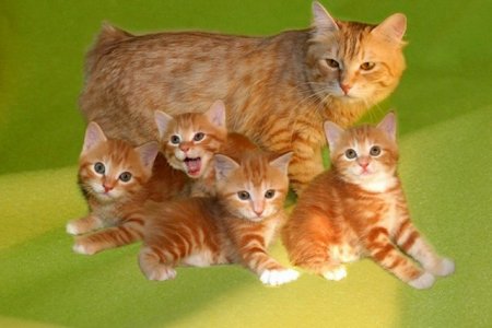  Кошачья семья