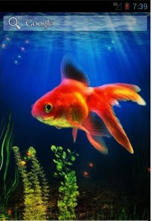 Goldfish - живые обои с золотой рыбкой